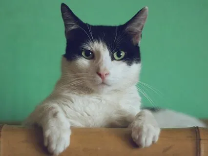 Ep. 105- The Interview: Dr. Doug Brown