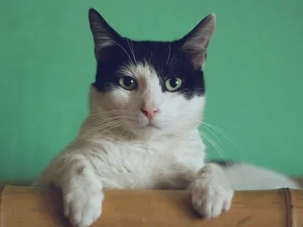 Ep. 105-The Byte: Dr. Doug Brown