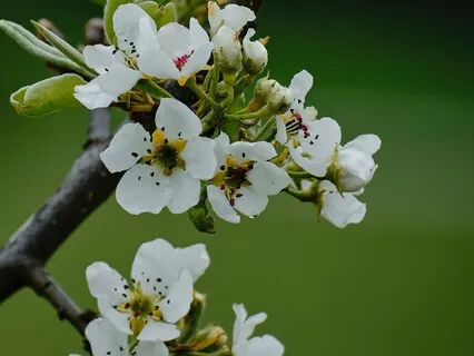 Ep36 One Day As A Therapist【我也想去心理咨询系列】 在美国从事心理咨询工作是怎样的体验？ 