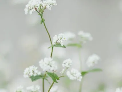 Ephemeral Ancestors - Musical Shadowscapes