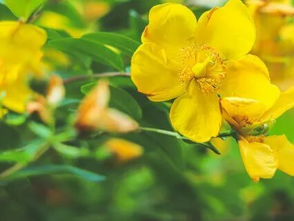 Epimedium - Music For Relaxation And Stress Relief