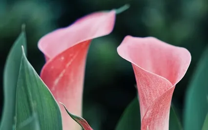 Episode Eighty-Seven: The Byte-Cheralyn Darcey