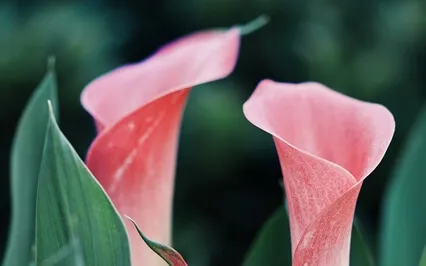 Episode Eighty-Seven: The Interview-Cheralyn Darcey