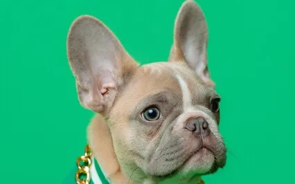 Episode Fifty-Seven: The Byte-Pet Chaplain Janice Driggers