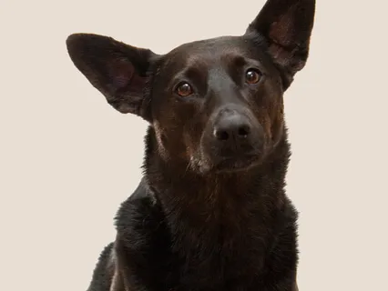 Episode Ninety-Three: The Byte-Mara Saulitis