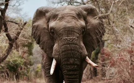 Episode Sixty-Six: The Byte - Susan St. John