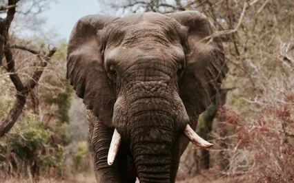 Episode Sixty-Six: The Interview - Susan St. John