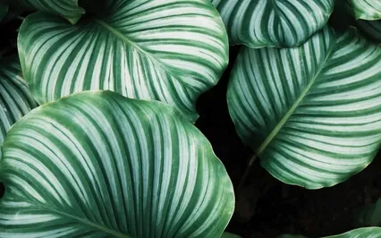 Episode Sixty-Three: The Interview - Maria Benedetti