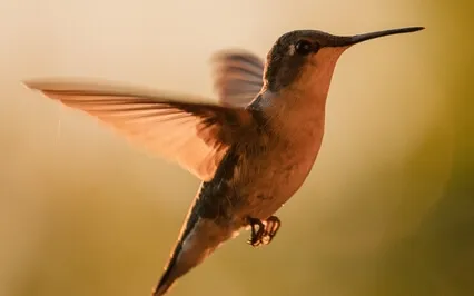 Episode Thirty-Five: The Byte-Amy Adams