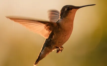 Episode Thirty-five: The Interview-Amy Adams