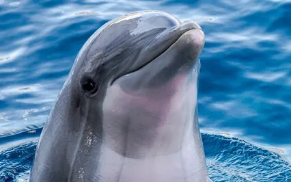 Episode Thirty-Six: The Byte-Joy Clausen Soto