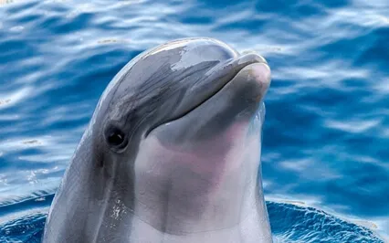 Episode Thirty-Six: The Interview-Joy Clausen Soto