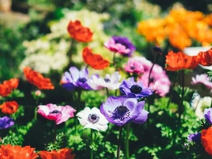 Episode Three: The Interview-Ellen