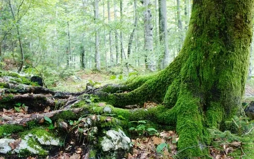 Equanimity Meditation