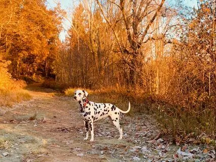 Equanimity Meditation