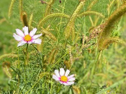 Equanimity Practice: Mountain Meditation