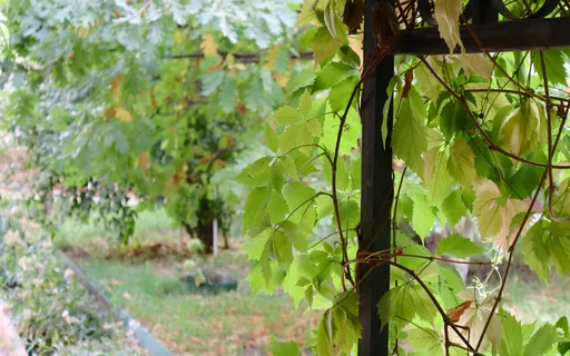 Equanimity Towards Experiences Brief Exercise