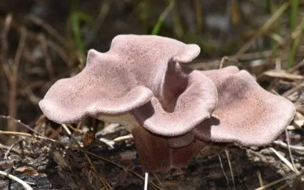 Equanimity With Death