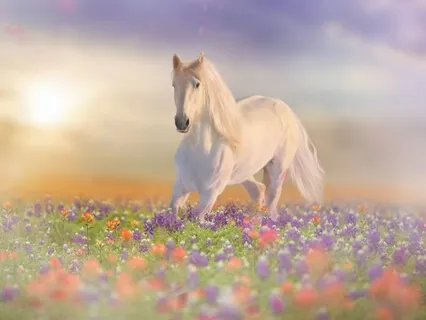 Equestrian Relaxation Into Sleep Meditation