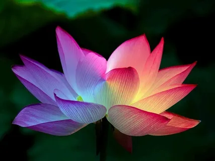 Equilibrez Vos Chakras En Binaural 7Hz 