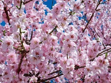 Equinox Awakening: A Yoga Nidra For New Beginnings