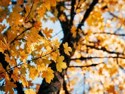 Equanimity Of Flight