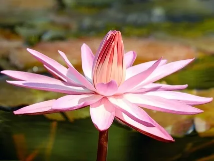 Erhu Sound Healing Long Version