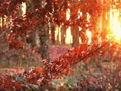 Removing Blocks To Intimacy