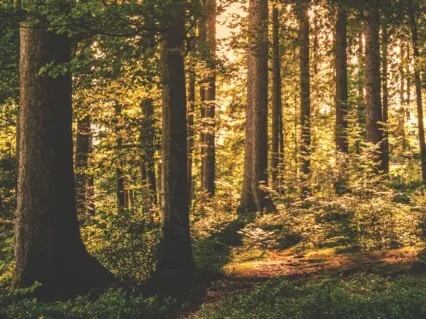 Escape To The Forest (10 Min Nature Sounds For Peace, Calm)