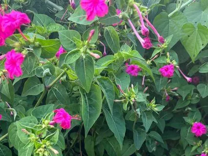 Escaping Mental Loops