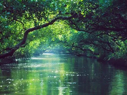 Escaping To The Forest | Rumi Poem