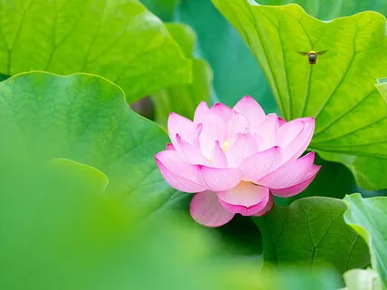 เสียงอ่าน อนัตตลักขณสูตร เพื่อการตื่นรู้