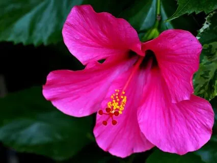 Esme's Island Getaway: Fall Asleep In Paradise