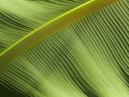 Essence Mini-Satsang: Blessing Of Years 