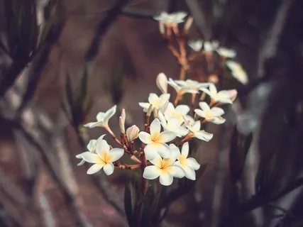 Essence Mini-Satsang: Freedom