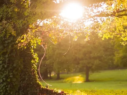 Essence Mini-Satsang: Precious Present Moment