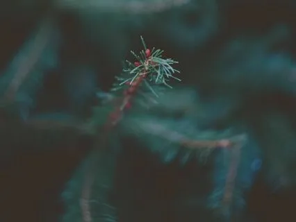 Essence Of Breath - Breathwork Sonata