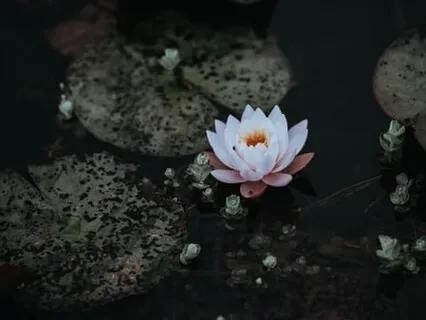 Essence Spiritual Practice 