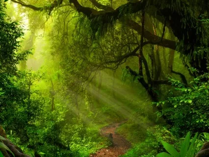  Essência - Shamanic Sound Journey To Heal The Root Chakra 