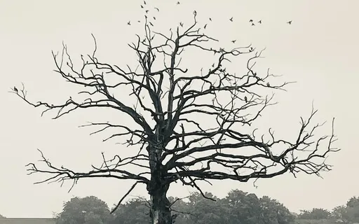 Essential Medicine 9: Death, Dying & Dead People 