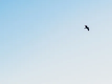 Essentials Of The Practice - Open The Heart & Free The Mind 