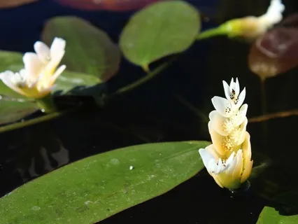 Establish Diaphragmatic Breath