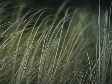 Establish Presence Through Sense