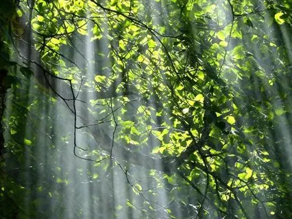 Establishing Heart-Brain Coherence: Healing Sounds Of Light