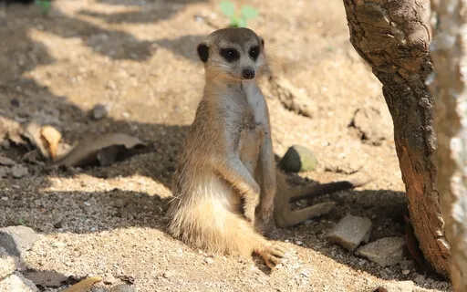 Establishing Mindfulness