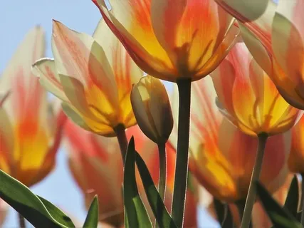 Estar en el Present - Meditació en Català