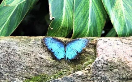 Eternal Garden: Guided Meditation