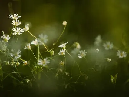 Eternal Love Cello And Piano