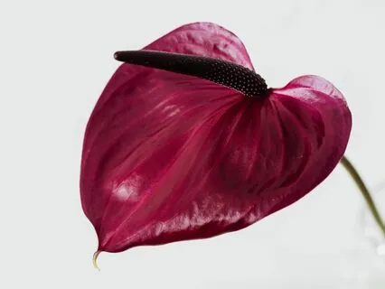 Eternal Melodies - Ancestral Shadows Revealed