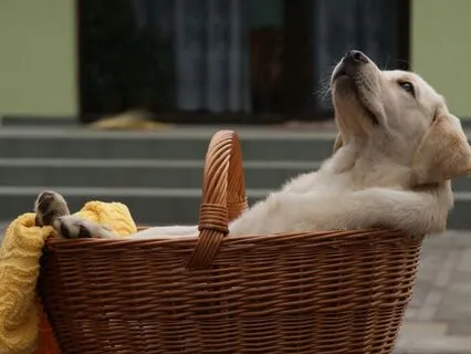 Eternal Stillness: Music For Deep Savasana & Sleep